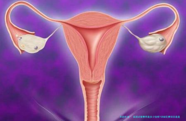 美国试管费用是多少钱呢?详细花费项目是是什么呢?