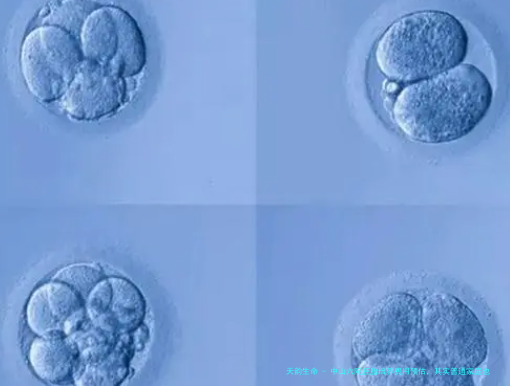 中山六院胚胎培养费用预估，其实普通家庭也能承受