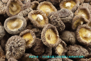 2026青岛第三代试管婴儿机构如何选择？