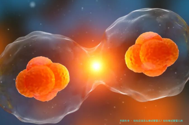 拉拉应该怎么做试管婴儿？拉拉做试管婴儿的步骤有哪些