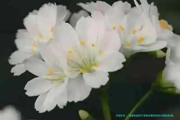 成都免疫性不育做试管医院排行榜优选3家，附2026年参考价格与医生推荐