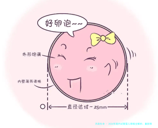 2026年国内试管婴儿移植全解析：囊胚移植、年龄因素及各年龄段一次的真实数据解读