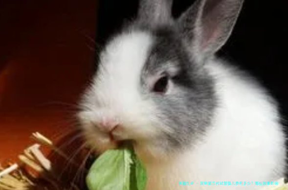 深圳第三代试管婴儿费用多少？哪些因素影响费用高低？