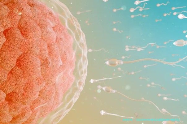 2026年杭州试管龙凤胎医院排行榜前五汇总：浙江大学医学院附属妇产科医院等机构服务与费用解析