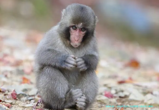 2026年兰州三代试管婴儿医院实力解析：、费用与医院选择全指南