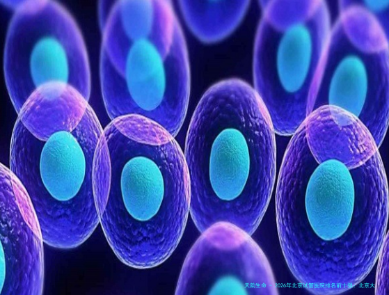 2026年北京试管医院排名前十强：北京大学第三医院等知名机构助您实现双胞胎梦想附详细费用及医生推荐