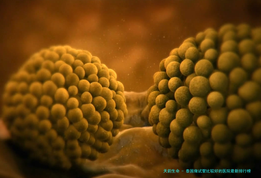 泰国做试管比较好的医院最新排行榜