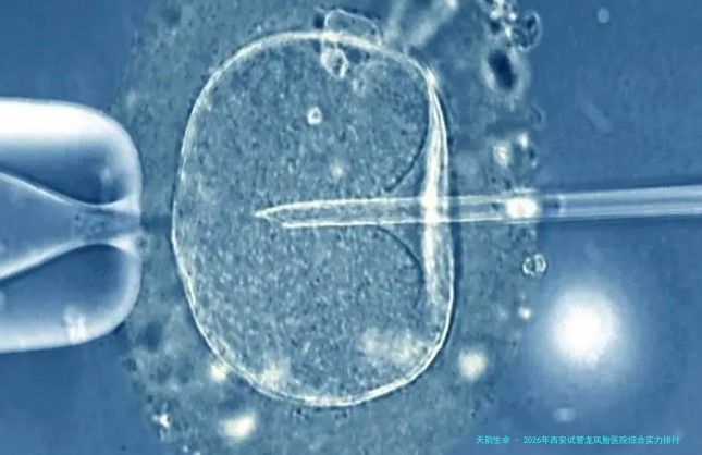 2026年西安试管龙凤胎医院综合实力排行榜：西北妇女儿童医院、唐都医院等机构深度解析附费用参考