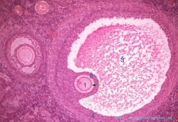 大连51岁女性试管婴儿医院选择指南：高龄备孕者关注的、技术与费用详解，附2026年本地生殖中心推荐