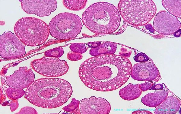 成都辅助生殖医院技术盘点：华西二院、省妇幼、锦欣妇女儿童医院等机构的胚胎植入前遗传学检测（PGT）与生育力保存服务解析